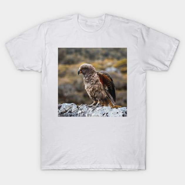 Kea Bird Showing its Colorful Wings in the Mountains of New Zealand T-Shirt by Danny Wanders